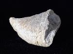 Calceola sandalina (LINNAEUS 1771) - Bild © FossNet FossilienStore